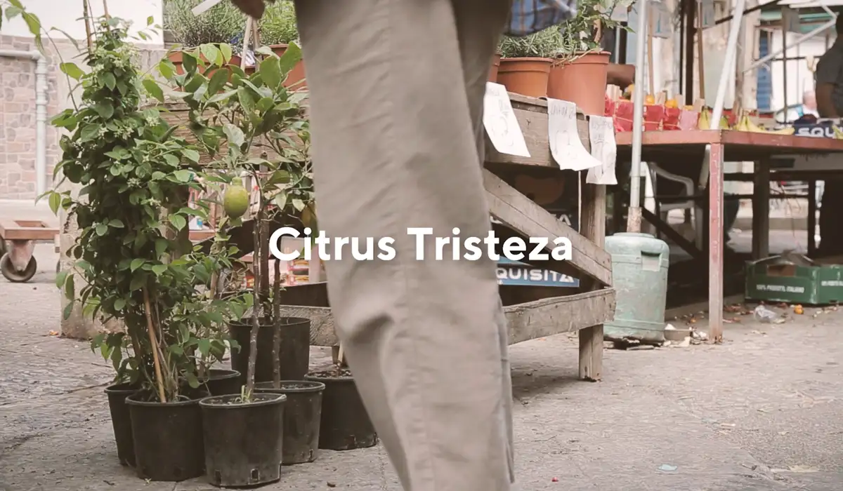 Filmruta med texten Citrus Tristeza.