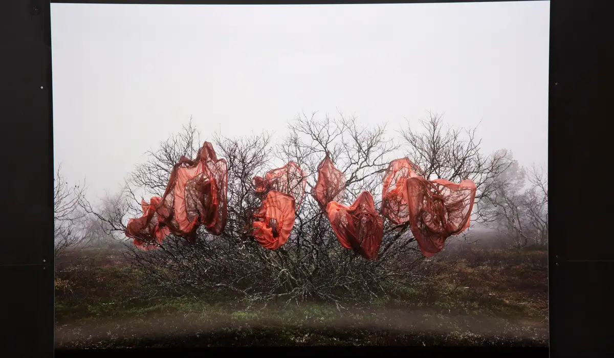 Fotografi av stora röda tygstycken placerade i en lövfritt träd.