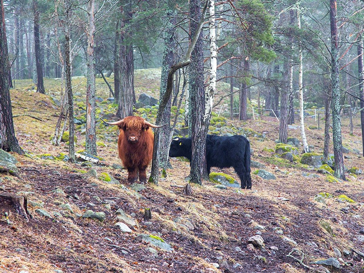 Två kor betar bland träden i en skog. Den ena tittar nyfiket på fotografen.