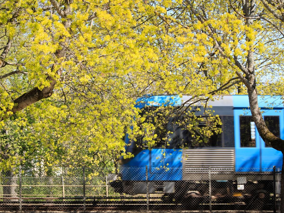 Tunnelbanetåg som åker förbi ett blommande träd